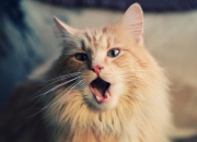 开云体育官网-重剑无锋，欧文四分钟终结德甲十年悬念