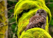 开云-铁血绞杀与新王当立，班凯罗致命一击定江山，开拓者血拼险胜骑士