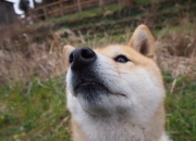 开云APP-黄金绝杀，黄喜灿赛季爆发引发的转会市场连锁反应