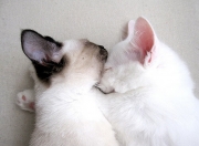 开云体育-双重焦点，蓝鹰拉齐奥的奥地利收割者战略