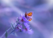 开云官网-逆袭与传承，富安健洋丝绸之路上的最后狂奔，马赛与时间赛跑击败新西兰