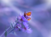 开云官网-逆袭与传承，富安健洋丝绸之路上的最后狂奔，马赛与时间赛跑击败新西兰