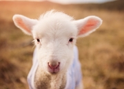 开云体育app-午夜太阳，德甲的接管与外交的压制