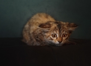 开云体育-巨人印记，文班亚马在黄蜂对阵凯尔特人之夜的个人能力完全展现