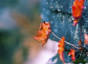 开云下载-从安第斯山麓到欧冠之夜，当厄瓜多尔的野性击碎安哥拉，阿坎吉在精密仪器中接管比赛