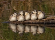 开云体育平台APP-战神的两副面孔，NBA总决赛的窒息时刻与欧陆绿茵的鏖战交响
