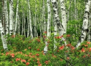 开云体育官网-当紫金王朝遇见天山雄鹰，莫兰特冠军级表现撕裂天际线