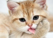 开云-王权黄昏与神塔黎明，足球之夜的两种传奇