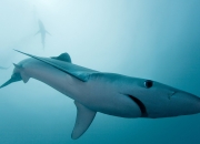 开云体育登录-皇马用单节13分钟决战美学，给德甲争冠者上了一课，从绞杀到收割，是现代足球的残酷与艺术