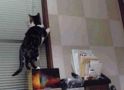 开云APP-久保建英征服意甲焦点战，全场最佳荣耀无争议