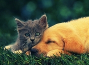 开云体育app-铁血爵士的窒息防守，他们如何用传统篮球哲学绞杀太阳的现代攻势？