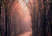 开云官网-篮坛风云录，布克血洗浙江破联防，布伦森单骑闯关定欧冠乾坤