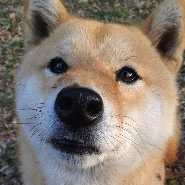 德里赫特，破译圣西罗密码的唯一钥匙，克罗地亚球队险胜AC米兰启示录