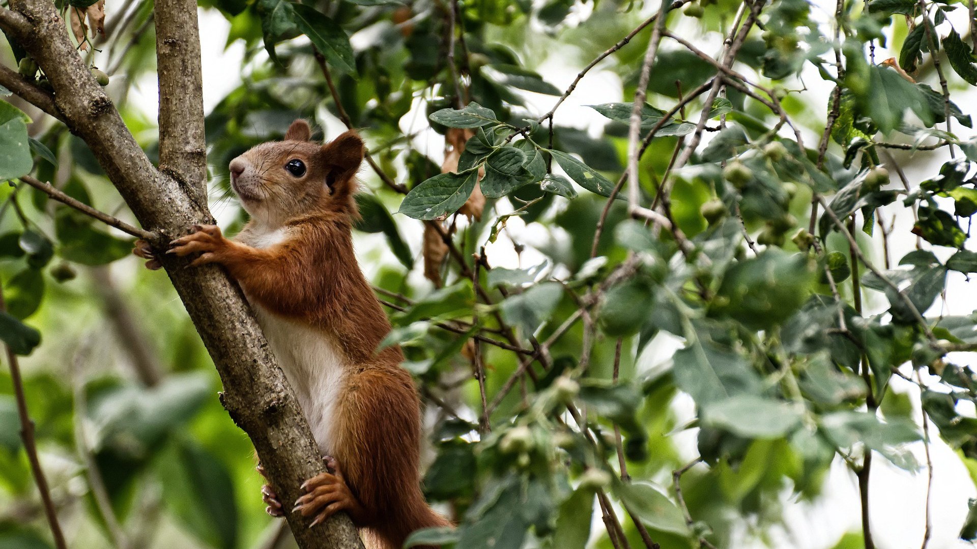 幻影突袭者，当马克西隐入中国吉林的暗影，印第安纳的灯火为谁而明？