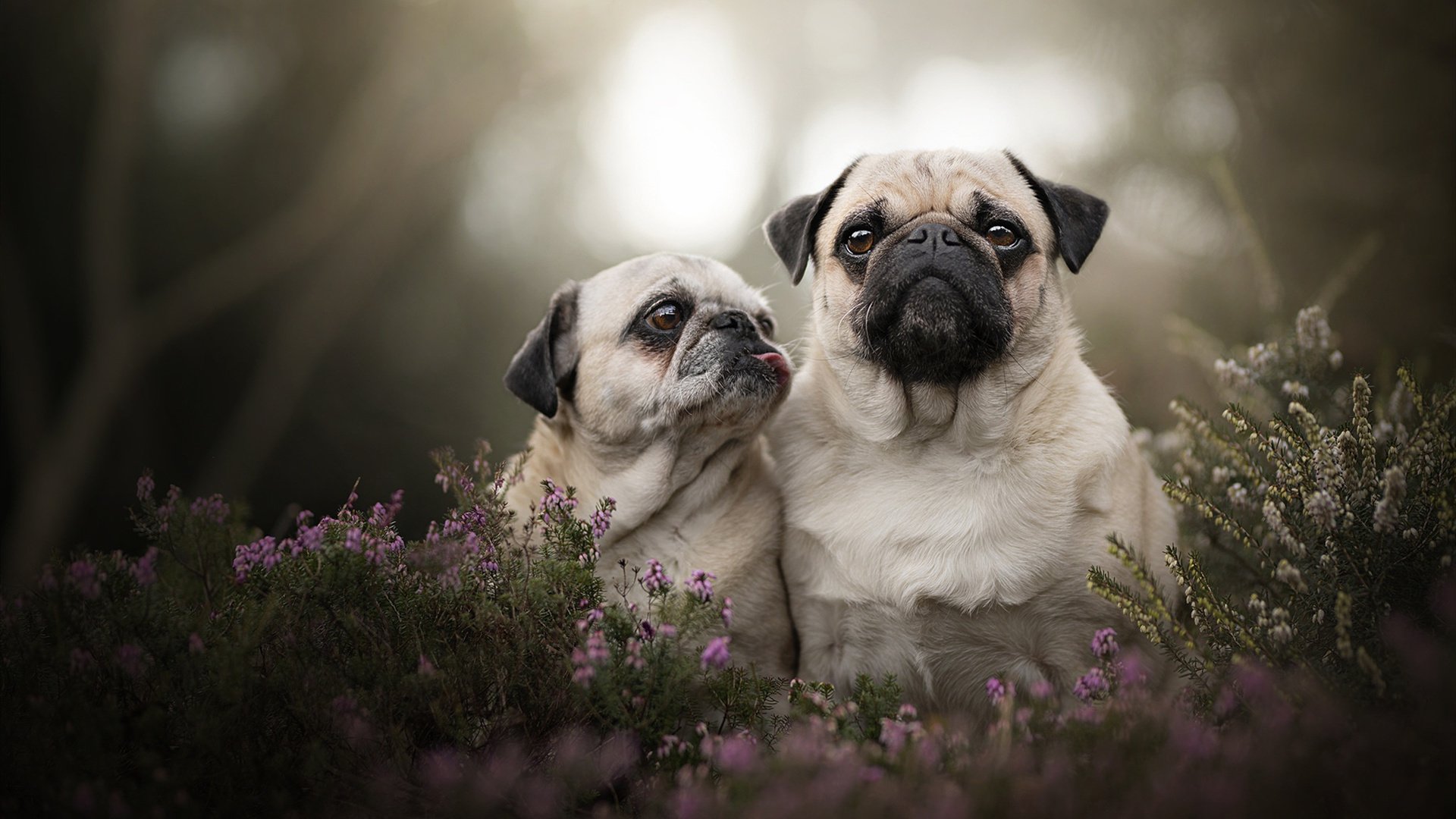 当意甲焦点战遇见安哥拉晋级，信息洪流中的时代寓言
