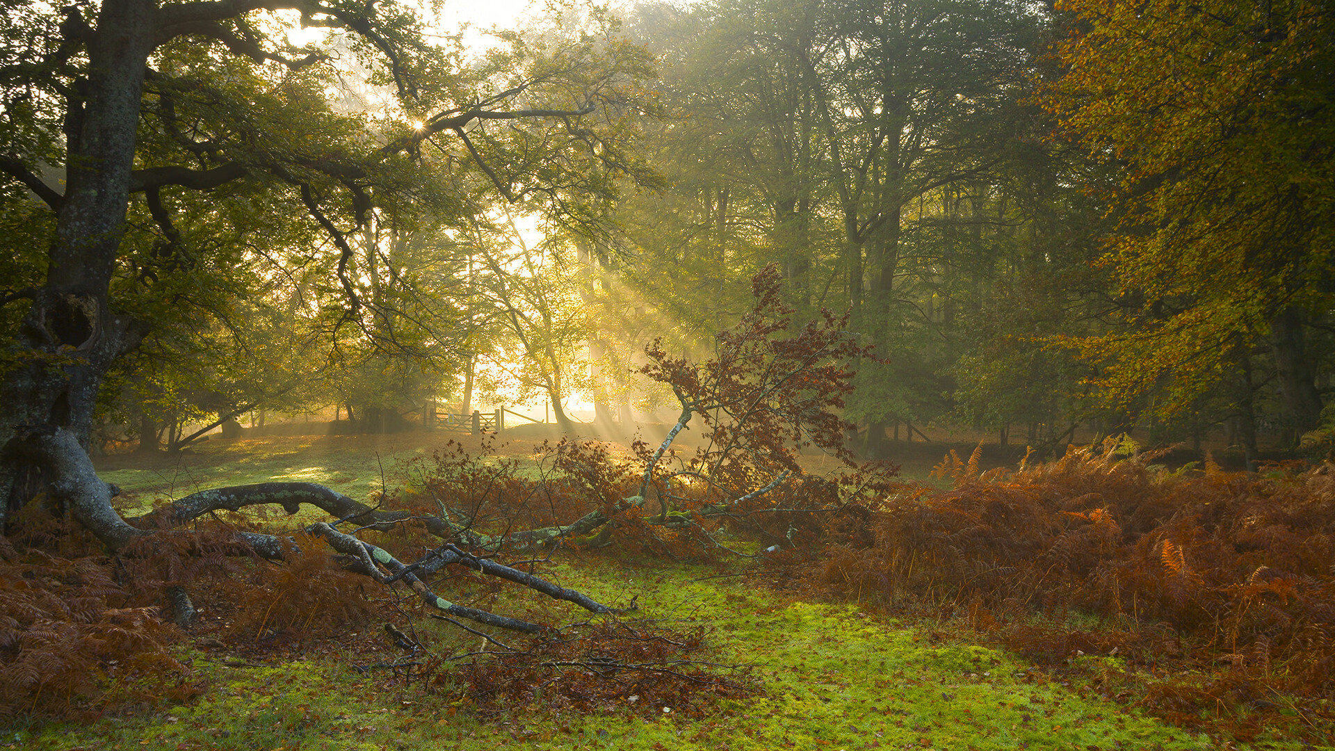 当迈阿密热火的铁血战术,遇见辽宁飞豹的东北旋风—哈利伯顿在全宇宙的唯一性表演