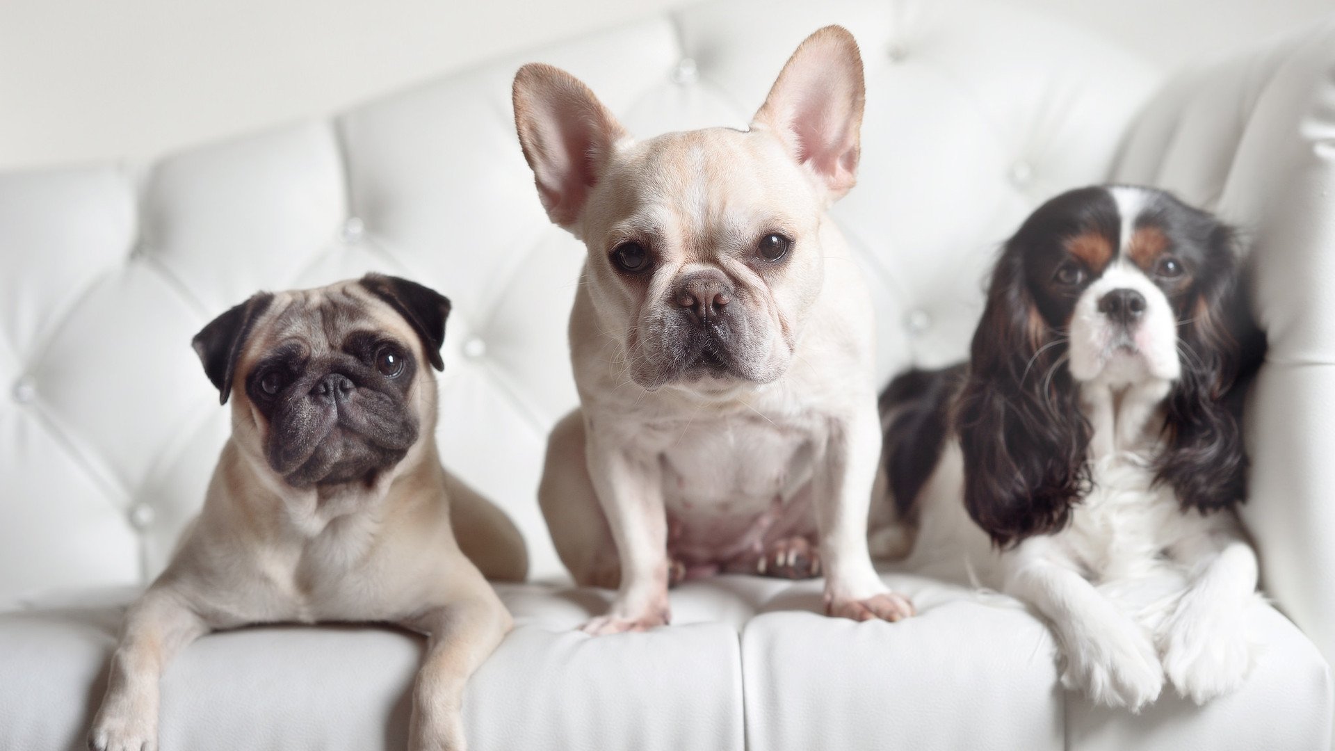 您提供的关键词阿尔加利亚应为阿尔及利亚,我已据此调整。根据厄德高爆发,阿尔及利亚带走委内瑞拉这一核心情节,我为您构思了一篇聚焦于足球比赛、突出个人英雄主义与团队胜利的文章