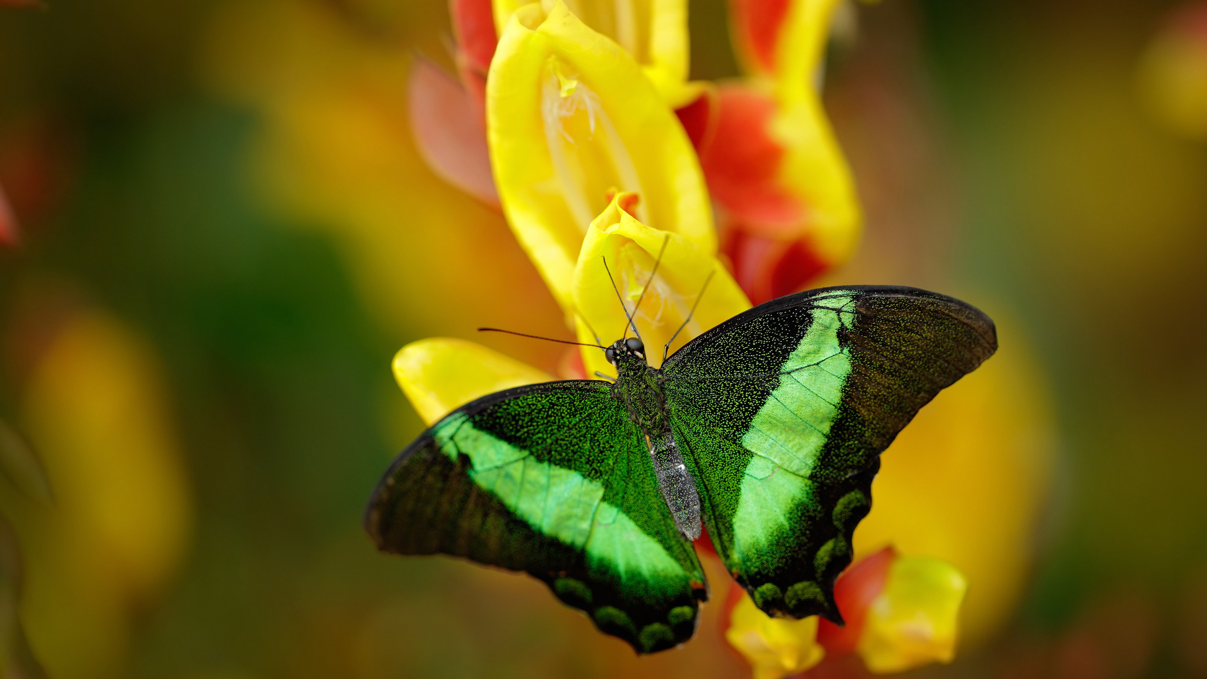 破茧成蝶!拉文三分里程碑之夜,魔术决胜时刻显真章力擒马刺