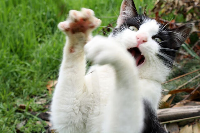 夜幕下的独舞者,苏亚雷斯一箭穿心,终结罗马主场神话