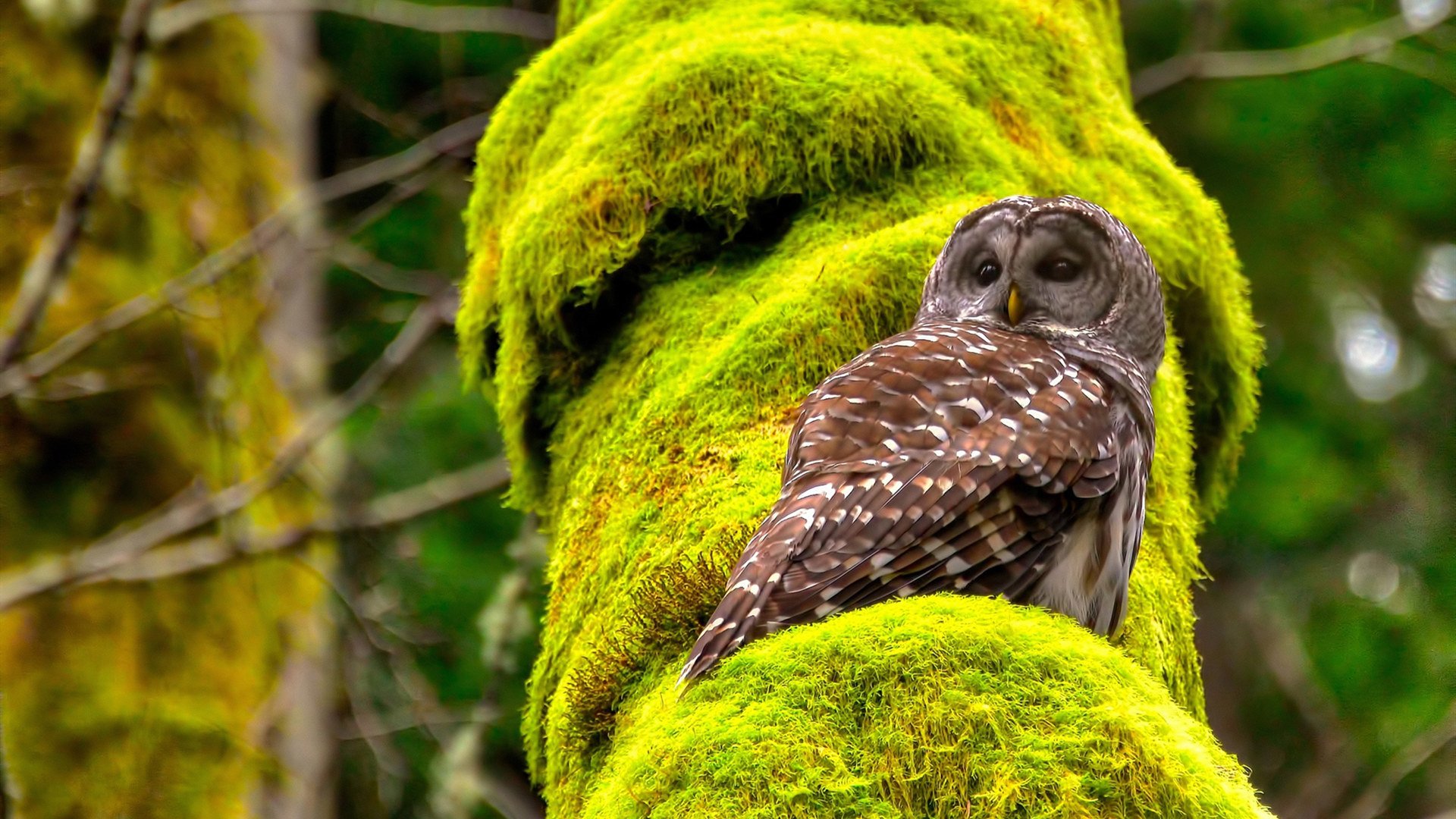 铁血绞杀与新王当立,班凯罗致命一击定江山,开拓者血拼险胜骑士