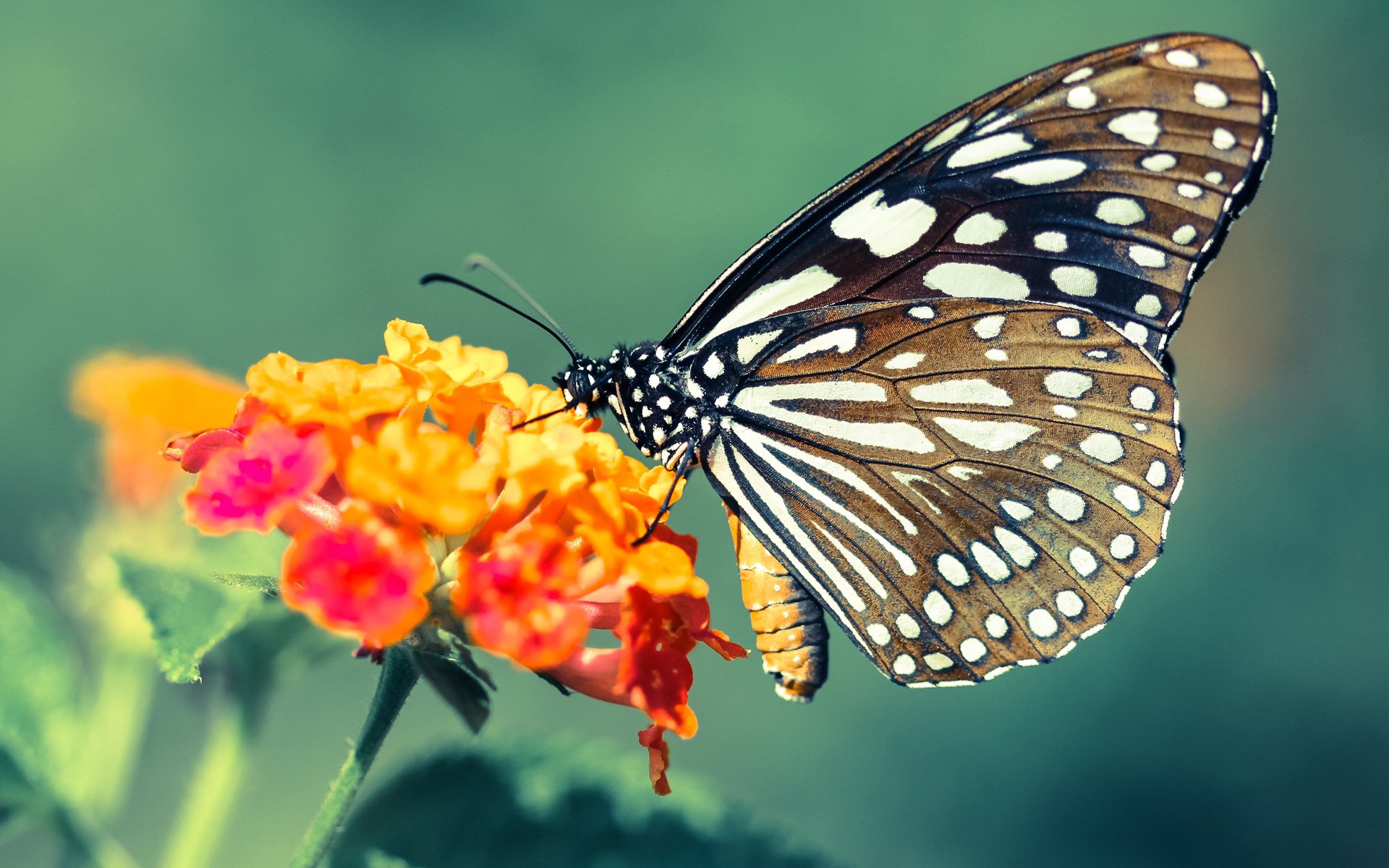 当风暴席卷而来,文班亚马天启式爆发与掘金的沉默山脉