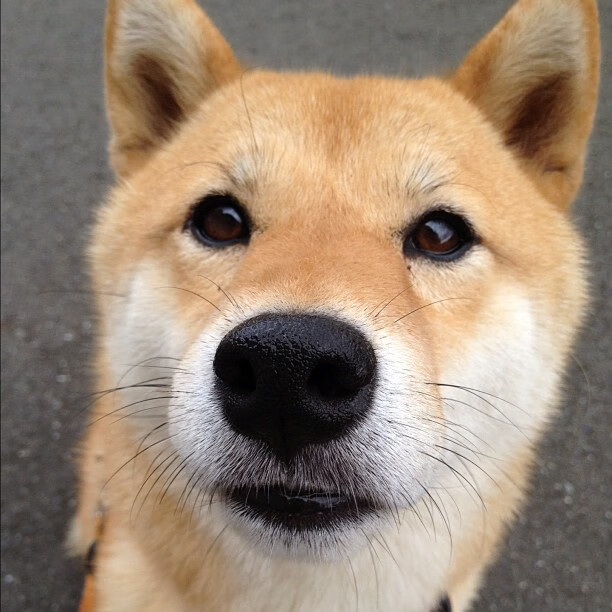 潘帕斯风暴席卷巴斯克,阿根廷群星终结皇家社会,卡马文加关键回合寒冰不化