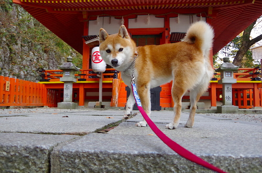 欧冠战术暗战,当太极虎的钢铁防线对上桑巴洪流