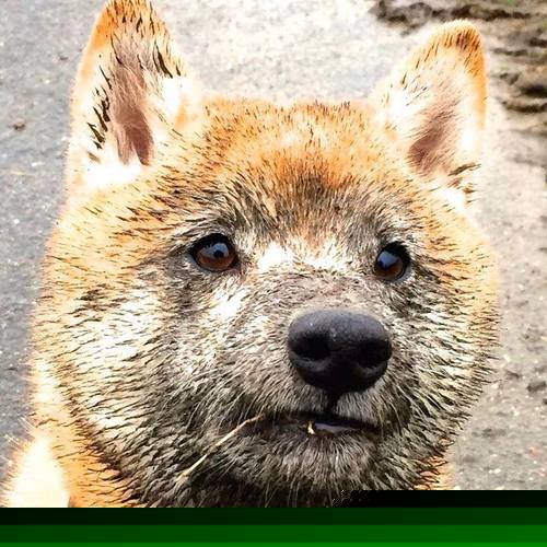 手刃旧主的利剑,西亚卡姆对猛龙写下一封未寄出的情书