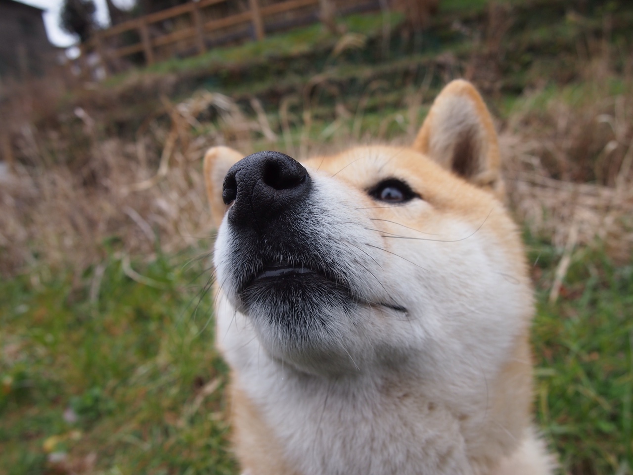 92分钟,生与死的岔路,阿尔瓦雷斯用一脚写就摩纳哥的唯一解