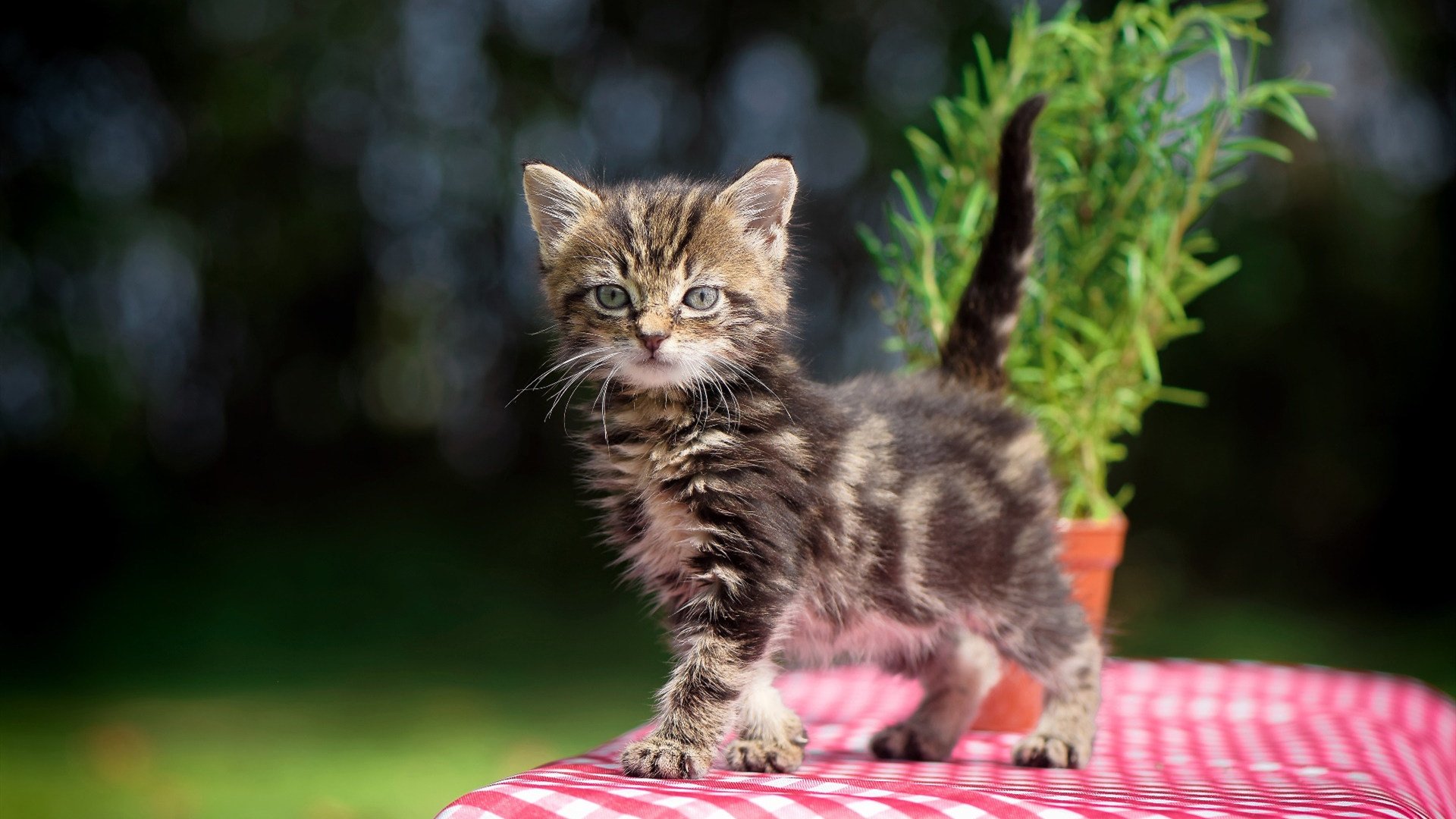 胜利之旅，南非从毕尔巴鄂带走荣耀，福登点燃绿茵激情