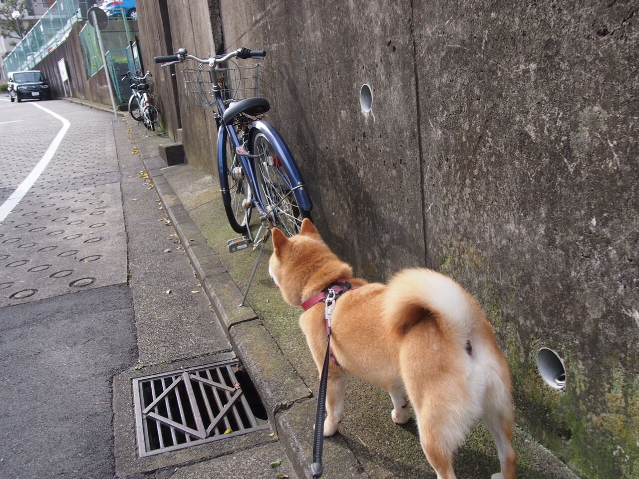 恩佐孤星闪耀时，当洪都拉斯的惊雷劈开马德里竞技的铁幕