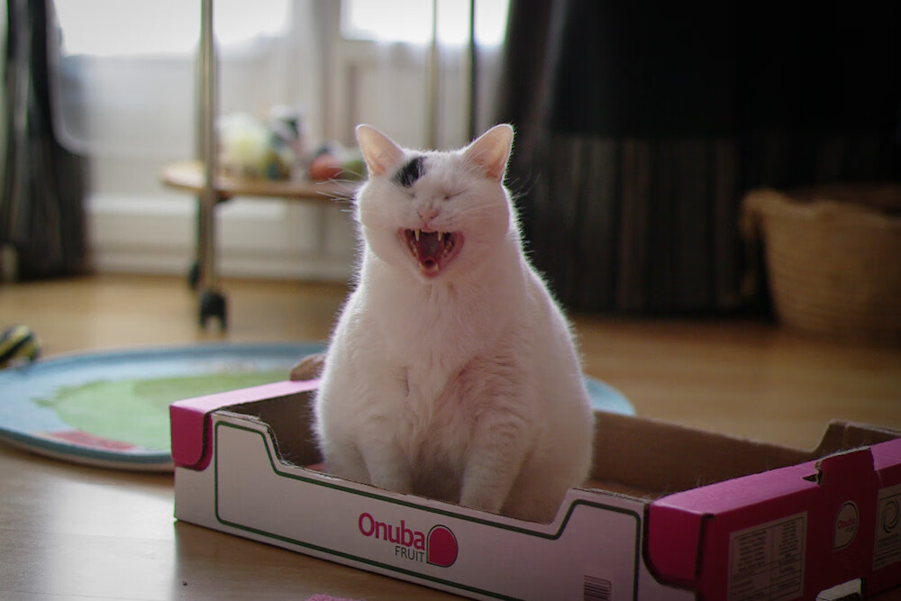 京多安灼热,墨西哥冰凉,葡萄牙赢得核心之战