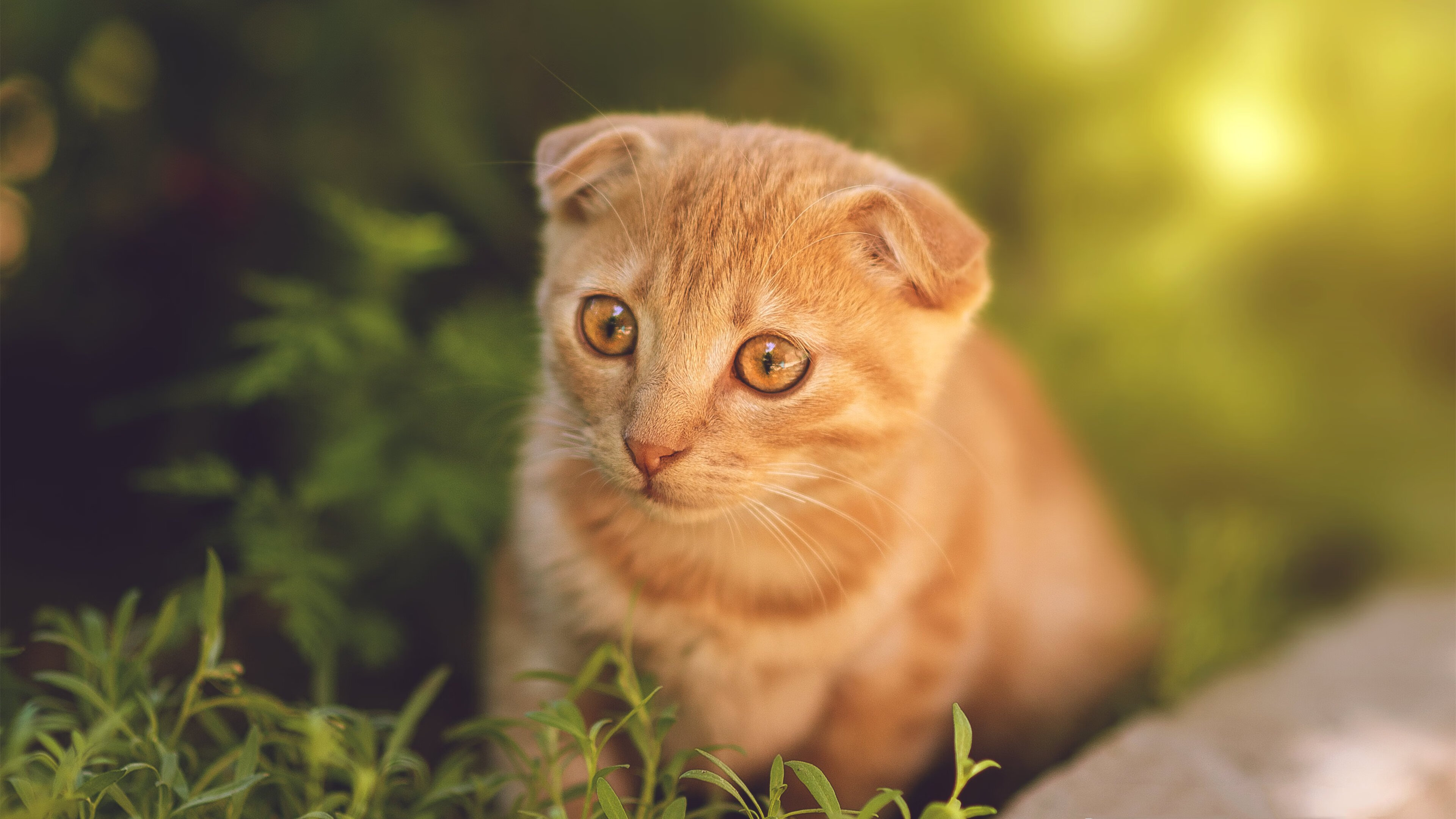 唯一性之战，拜仁战术压制几内亚，卡塞米罗关键先生闪耀