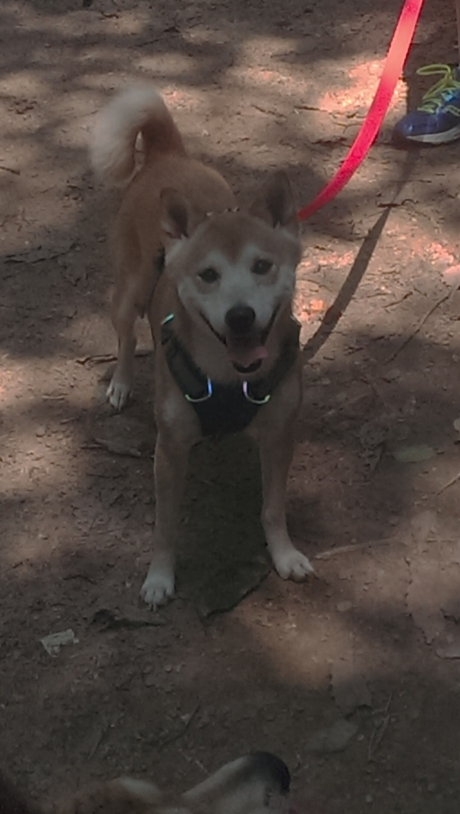 双线对决，库里50分神迹与76人铁血碾压，现代篮球的双面镜