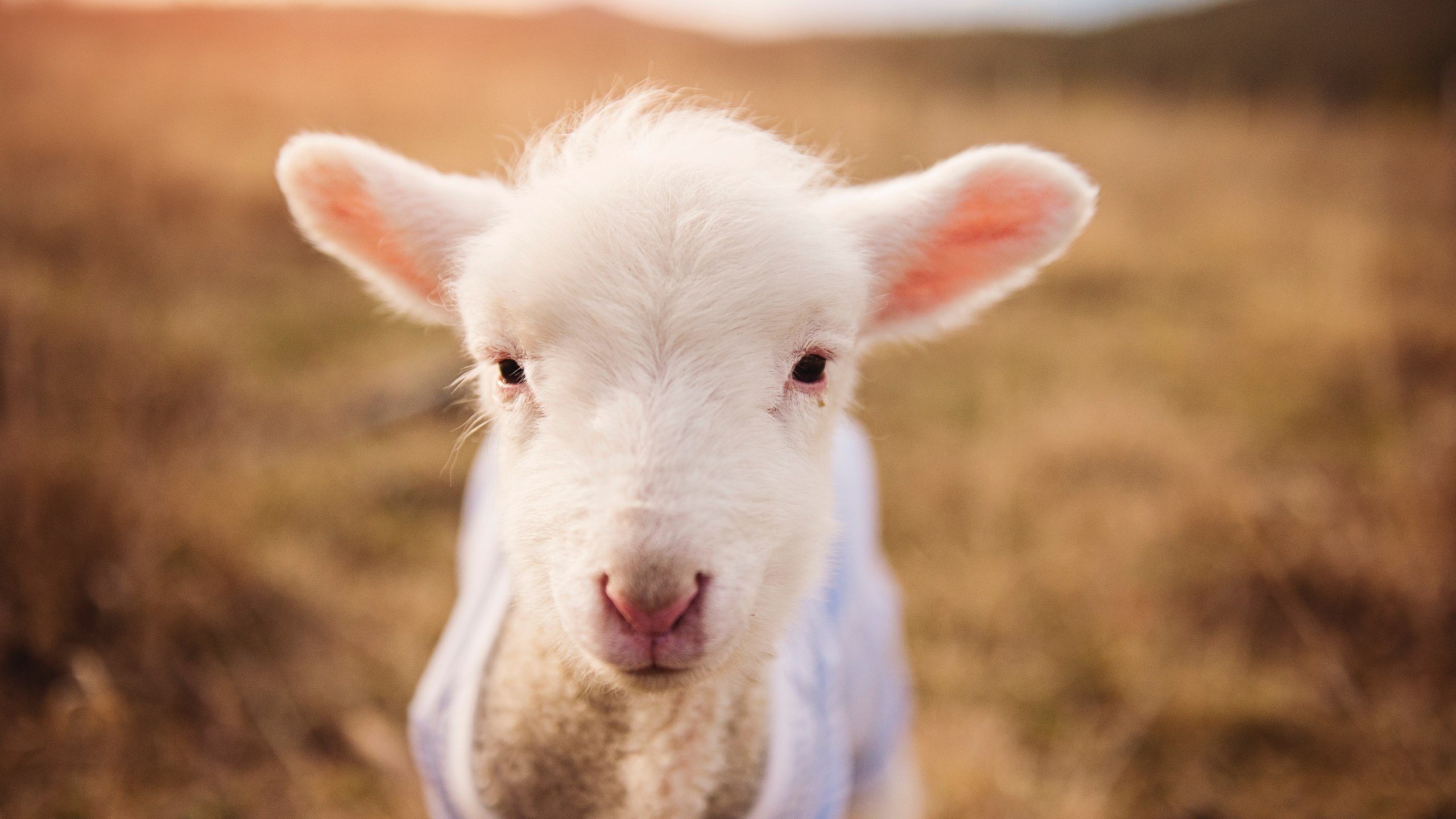 午夜太阳，德甲的接管与外交的压制