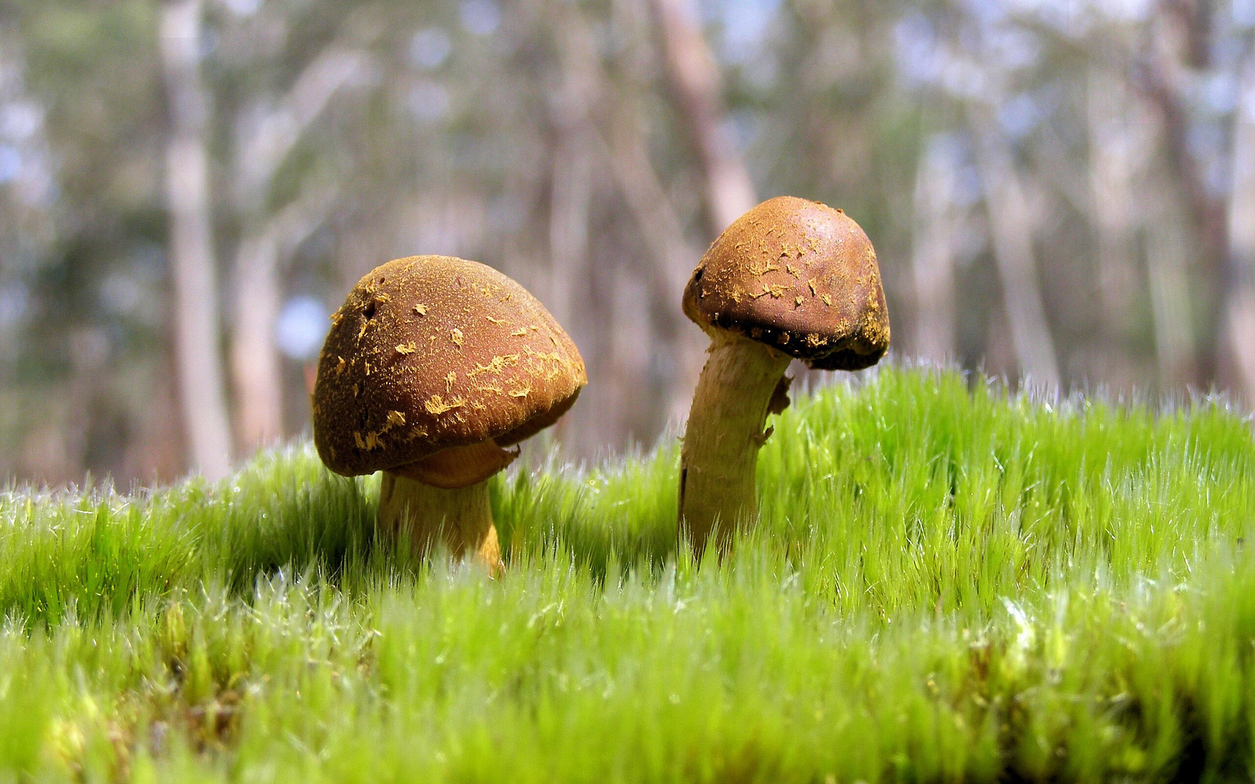 钢铁是这样炼成的,贝恩狂飙40分,深圳加时力克76人