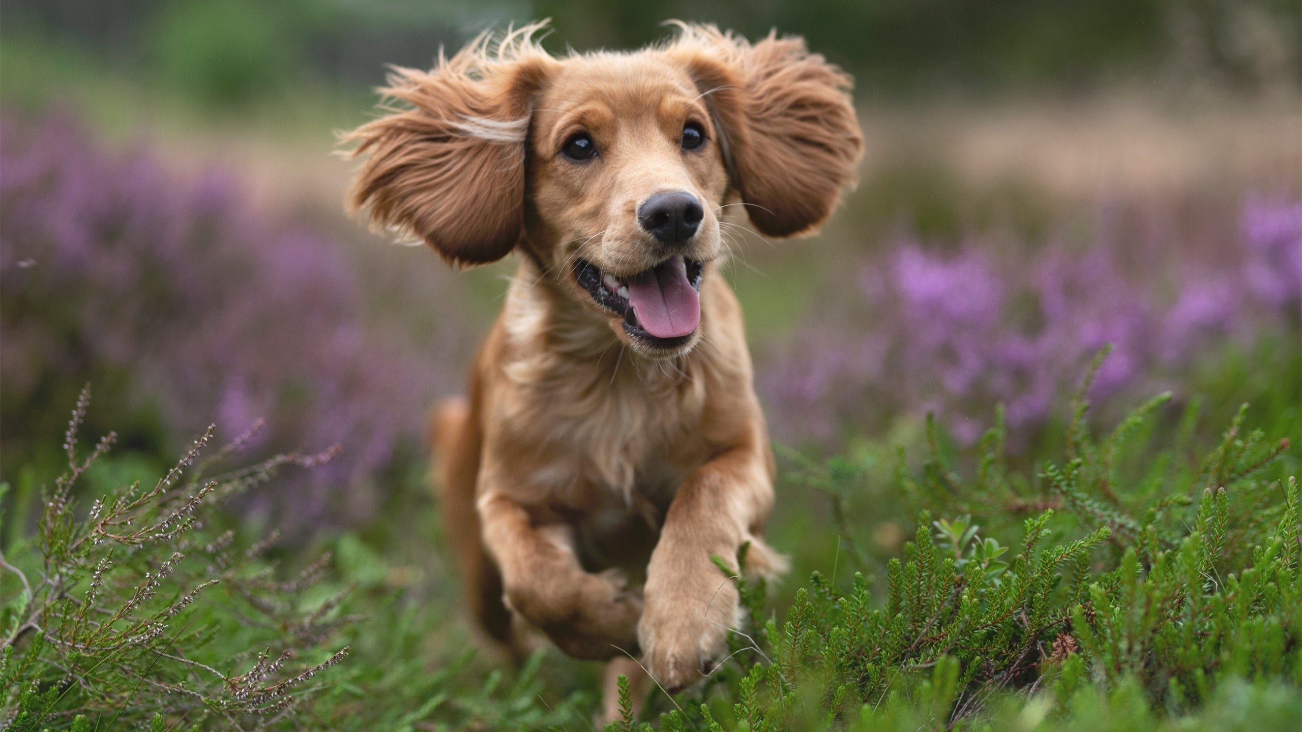 钥匙在盐湖城丢了,当杰伦·格林成为爵士进攻的叹息之墙