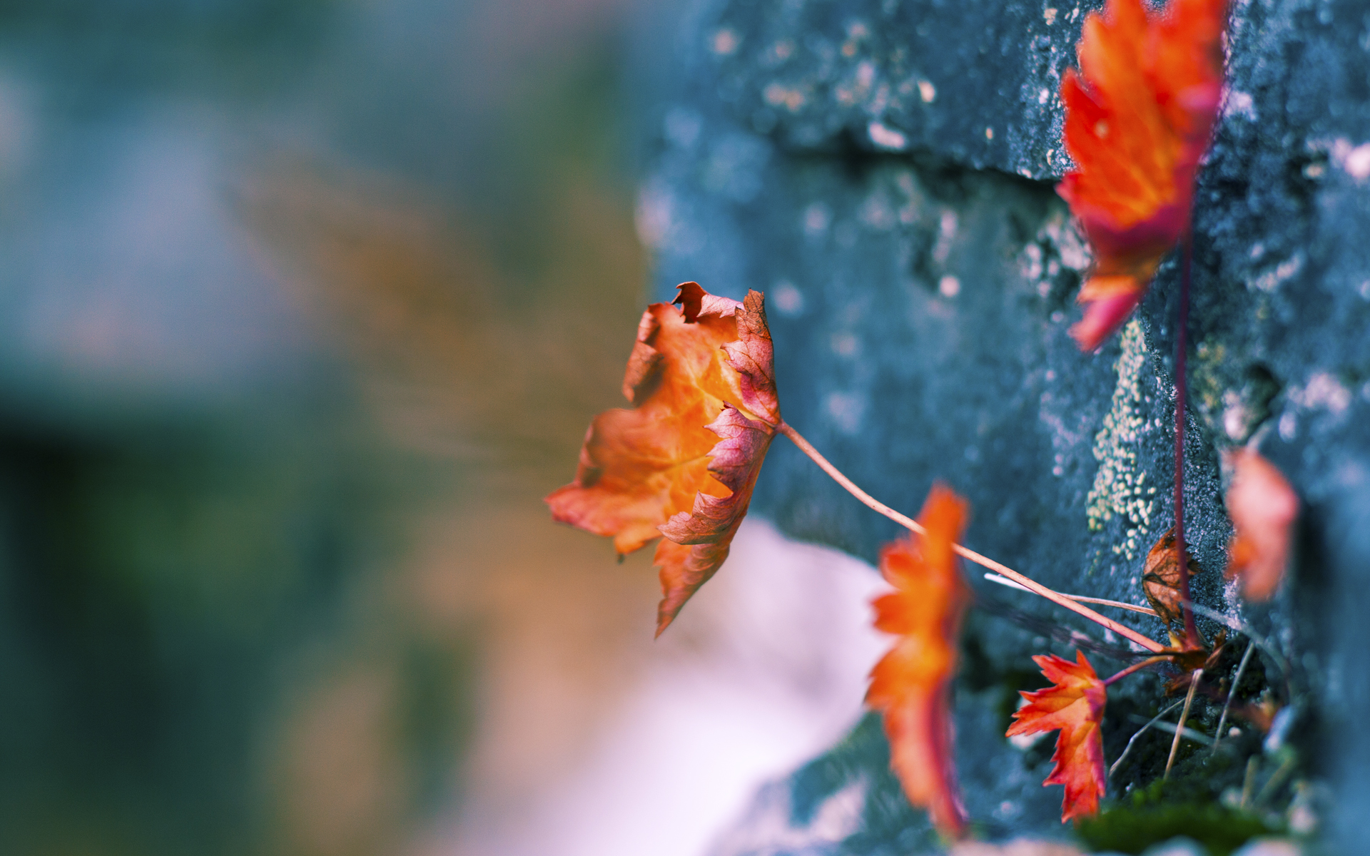 从安第斯山麓到欧冠之夜,当厄瓜多尔的野性击碎安哥拉,阿坎吉在精密仪器中接管比赛