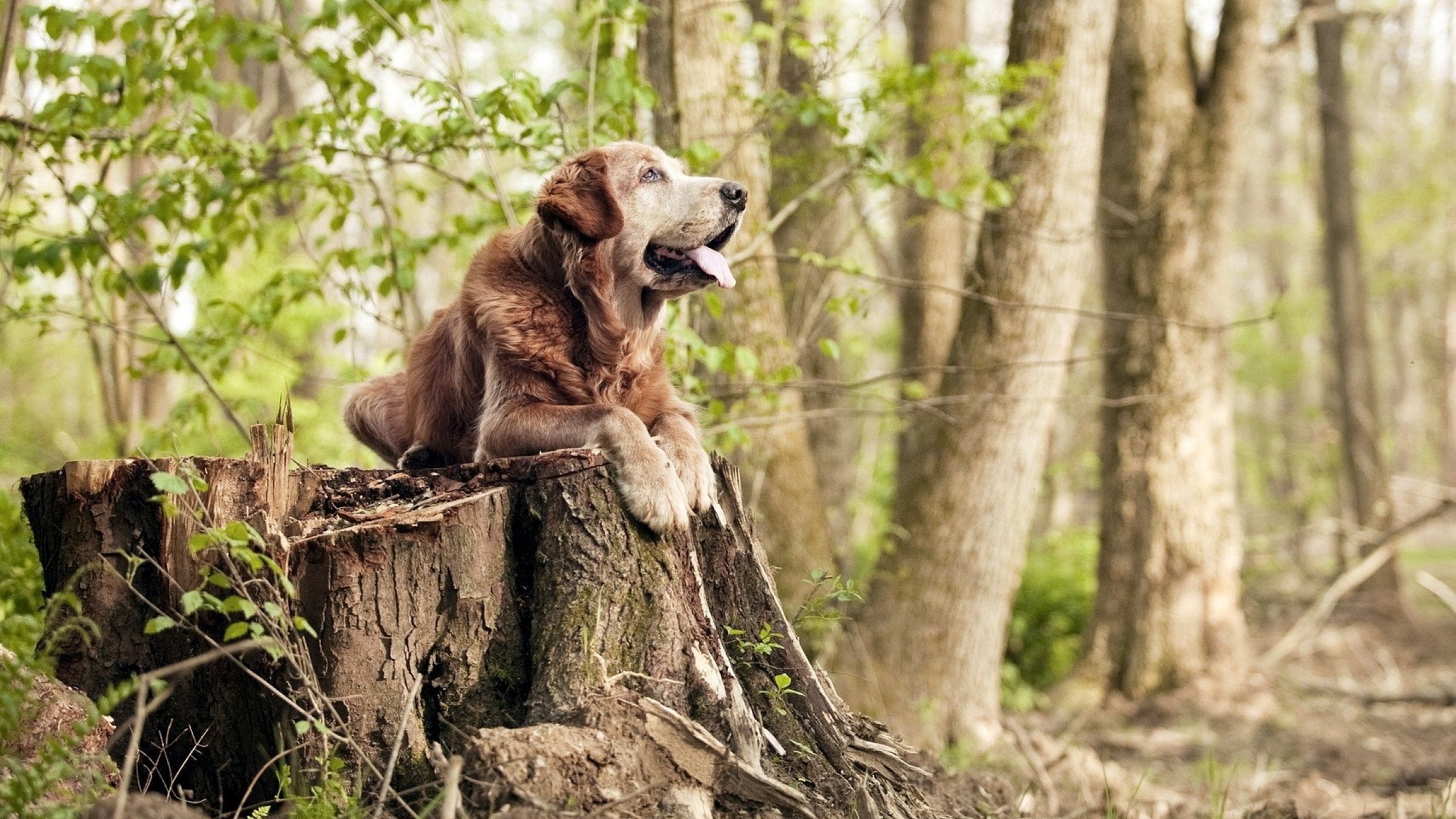 奥运周期的胜利之钥,骑士力克浙江队赢得关键焦点战