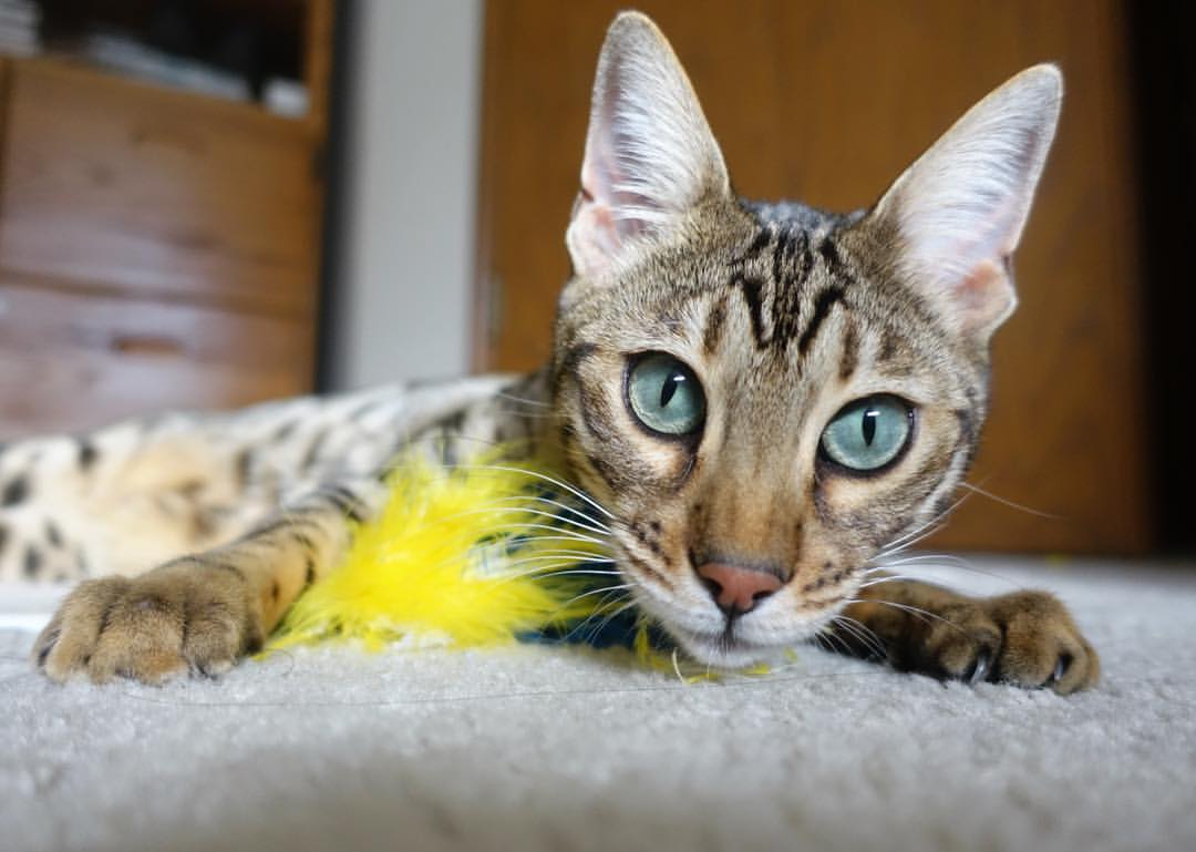 绝杀之夜的怒吼，马丁内利导演，里昂压哨逆转阿尔及利亚