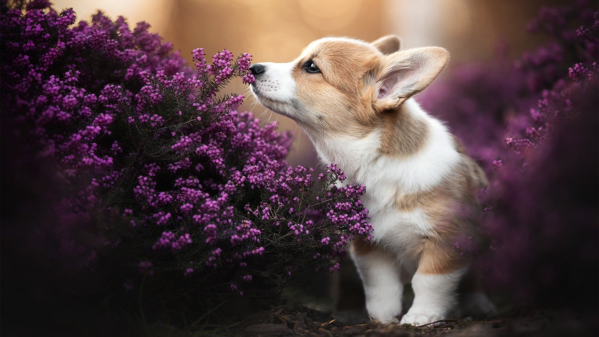 破冰之战,贝蒂斯高效打穿芬兰,拉亚再现大场面先生神迹