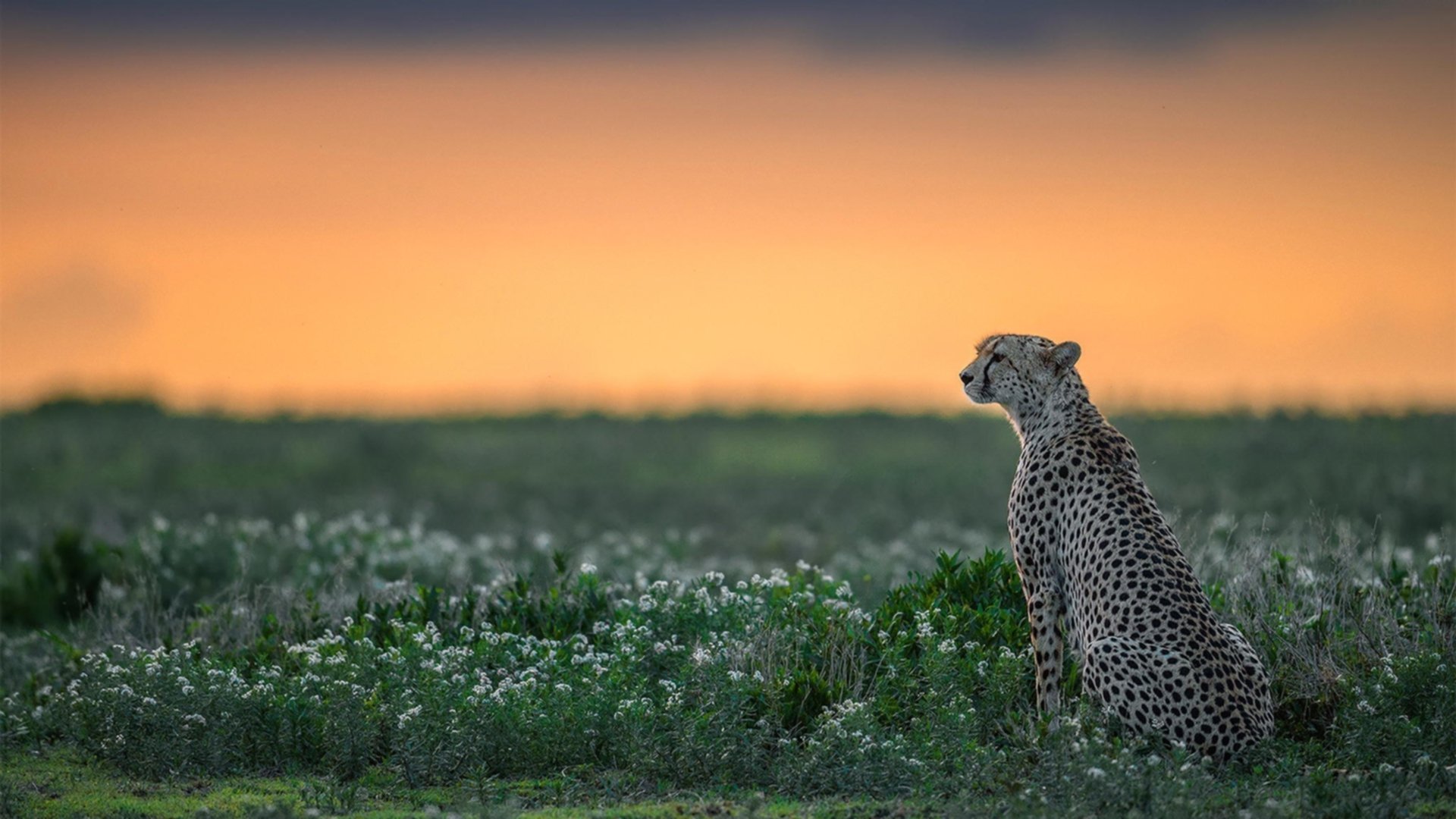 亚洲之矛刺穿壁垒，欧洲之火灼烧王座，足球世界秩序的炽热重构