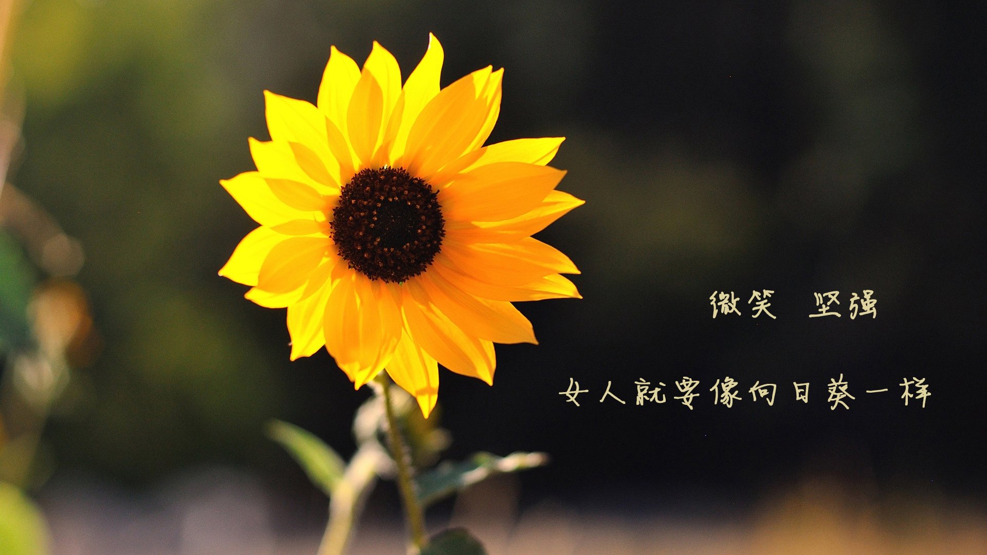 奇迹之夜，2026世界杯H组，印度完胜塞尔维亚，加维致命一击铸就冰与火之歌